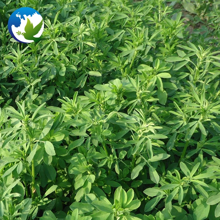 
High Sprouting Rate Organic Alfalfa Pasture Seed Fodder Grass Seeds Medicago Sativa Lucerne Alfalfa Seeds 