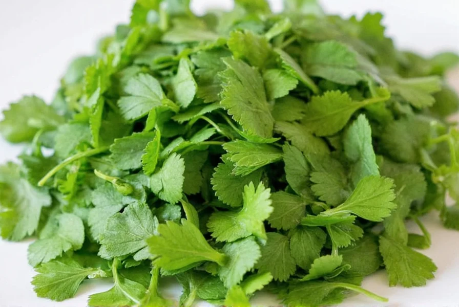 Fresh coriander leaves and dried coriander seeds displayed side by side