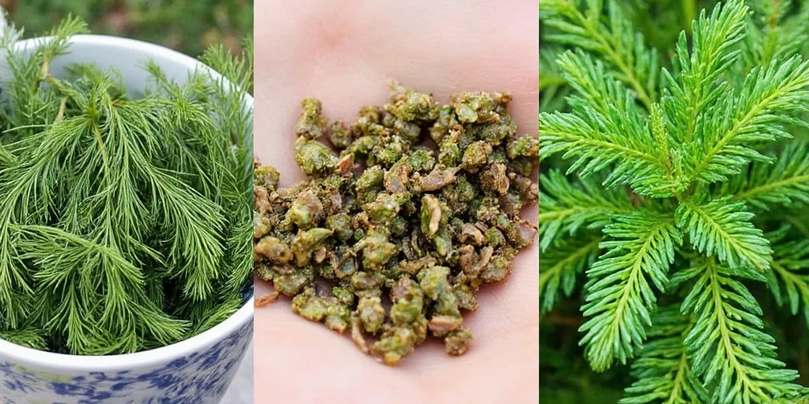 Side-by-side comparison of fresh and dry dill