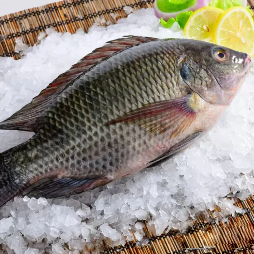 
#chinese fish factory sell farm raised black Tilapia 