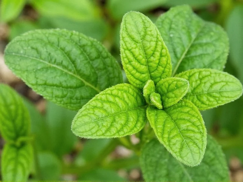 10 Surprising Fun Facts About Oregano You Never Knew