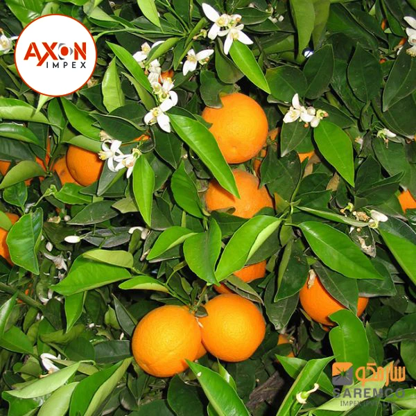 
A Grade Pakistani Mandarin Oranges Export TO USA - CHINA /UAE 