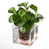 

Vintage Crystal Cube Self Watering Flower Planter Pot Indoor Desktop Decorative Small Plastic Plant Pot Wholesale