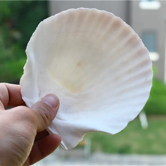 
Scallop Shells Bulk for food /DIY Seashell Crafts 