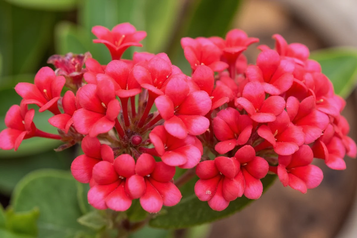 can kalanchoe be planted outside