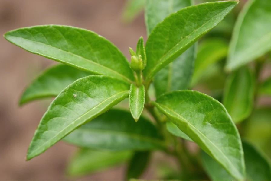 Serrano Pepper Plant: Complete Growing Guide & Care Tips