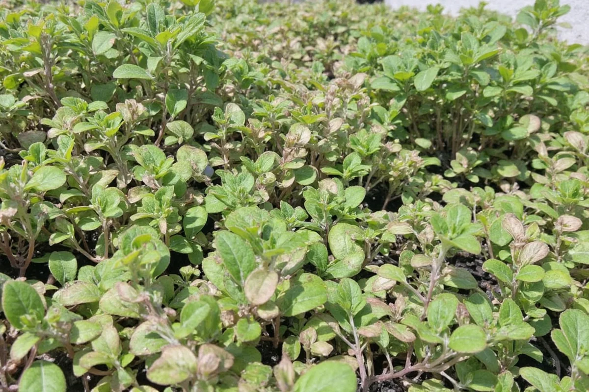 Mastering Plant Culture Techniques in 2025
