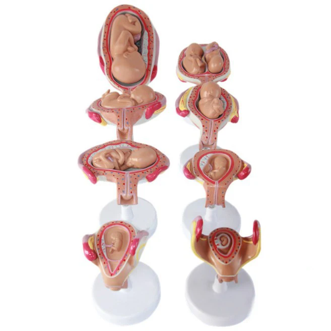 Educational Anatomical Models for Medical Science Training