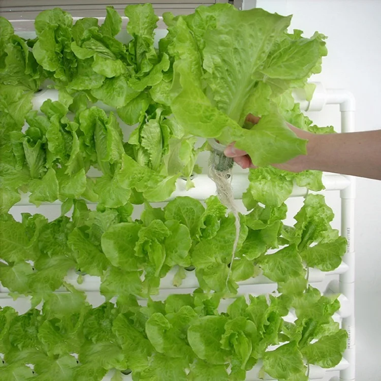 Indoor Growing Hydroponic System 63mm Pvc Pipes For Growing Lettuce