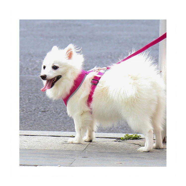 

No Minimum Order Air Mesh Reflective 2022 Designer Custom Logo Set Pet Dog Harness, Black,blue,green,red,plum,customized color