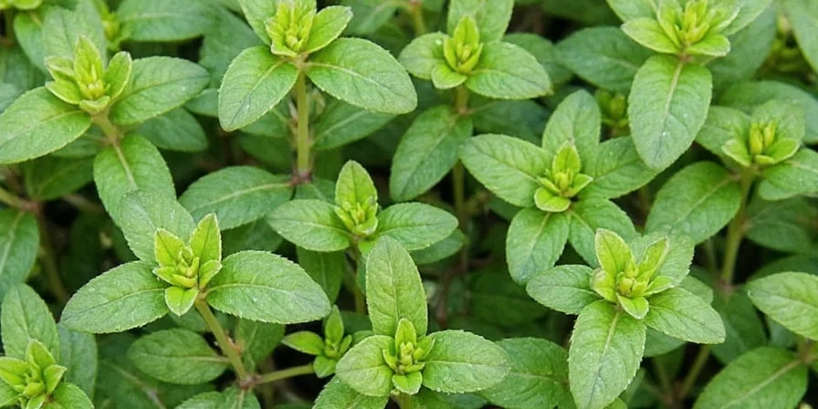 Growing oregano in pots at home