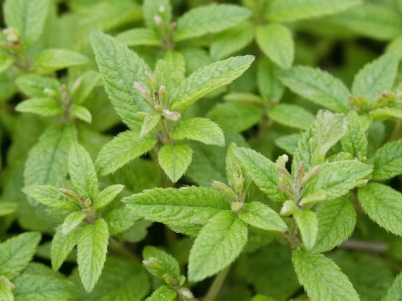 Is Thyme a Perennial? Complete Growing Guide for Gardeners