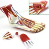 Plantar anatomy model 3 components