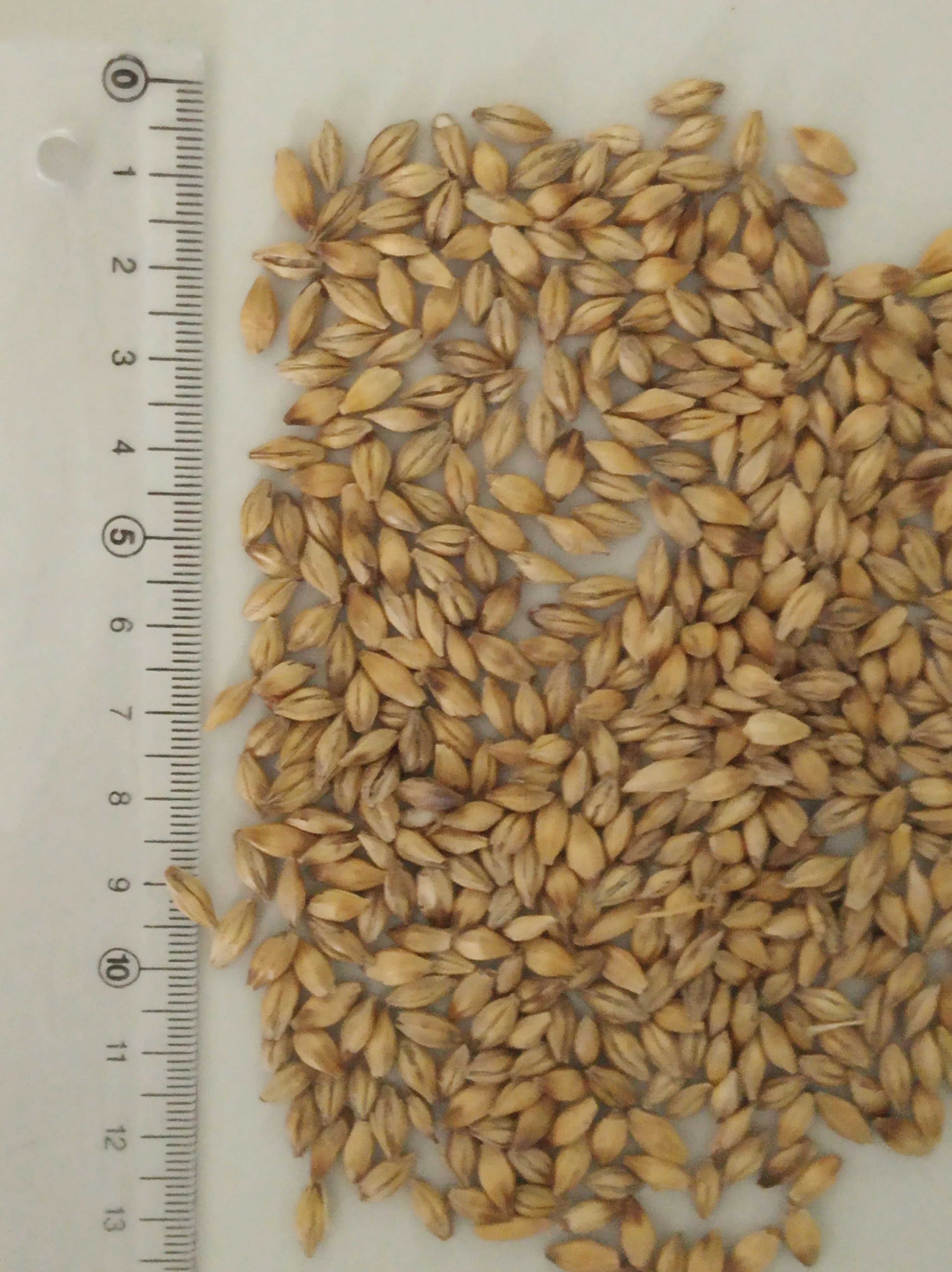Argenitine-Feed-Barley.jpg