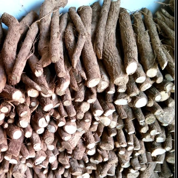 
Fresh Pao tong fresh royal paulownia elongata roots for growing 