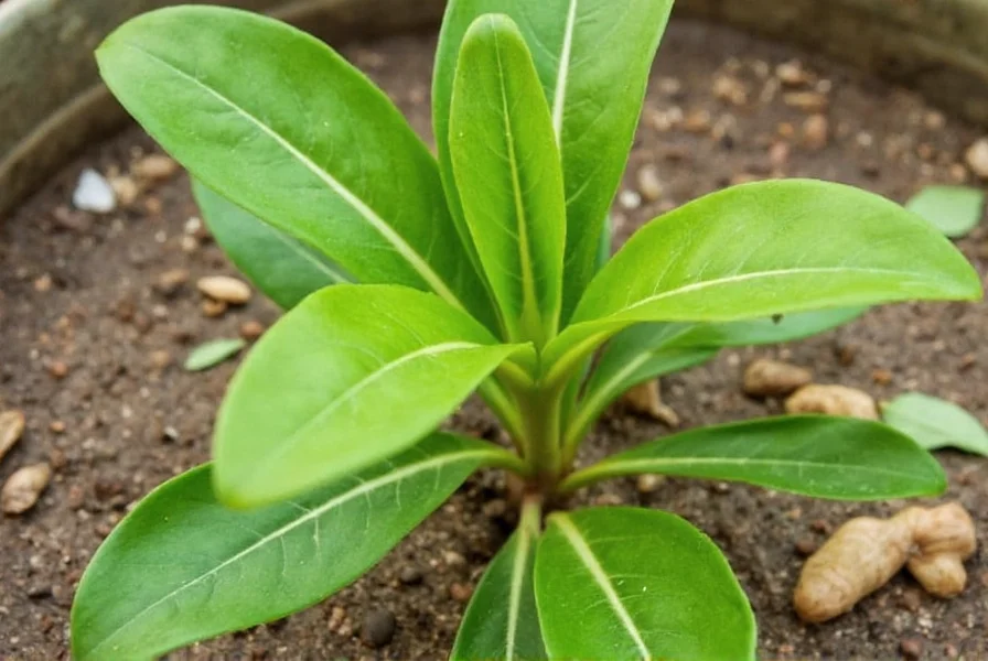 Ginger planting depth diagram showing rhizome orientation with eyes facing up, proper soil coverage, and spacing requirements