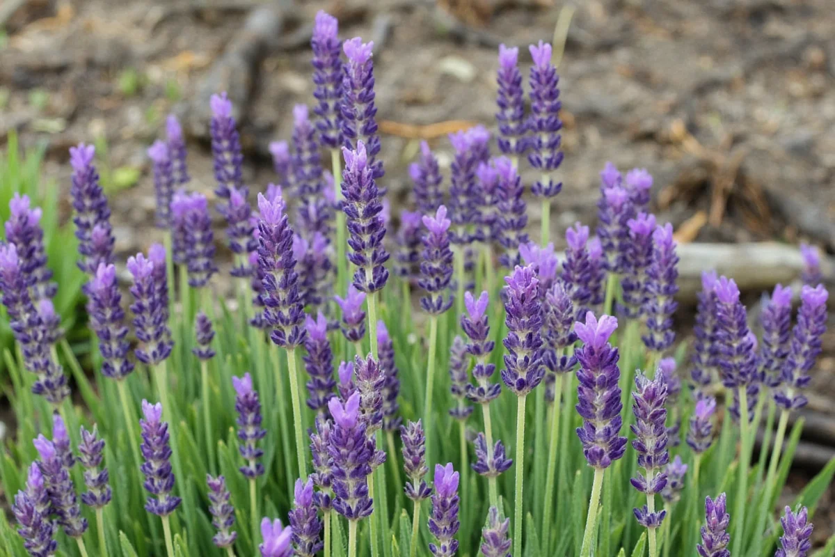 how to plant lavendar