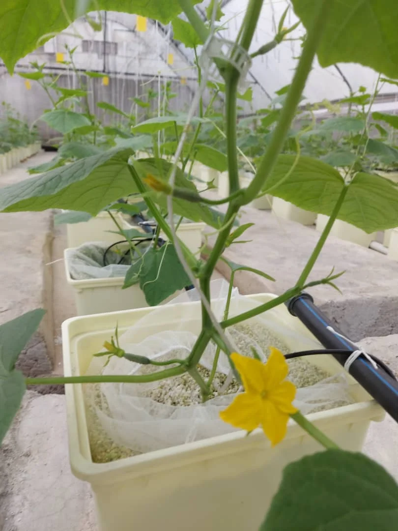 automated hydroponic system