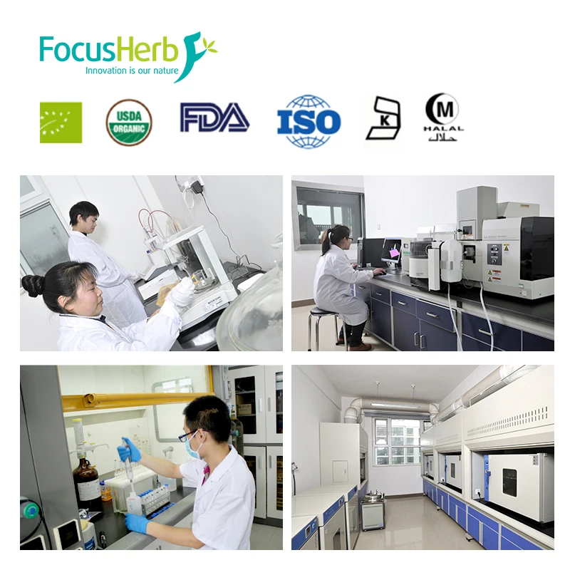 
FocusHerb 100% Natural Organic Pea Isolate Protein Powder 