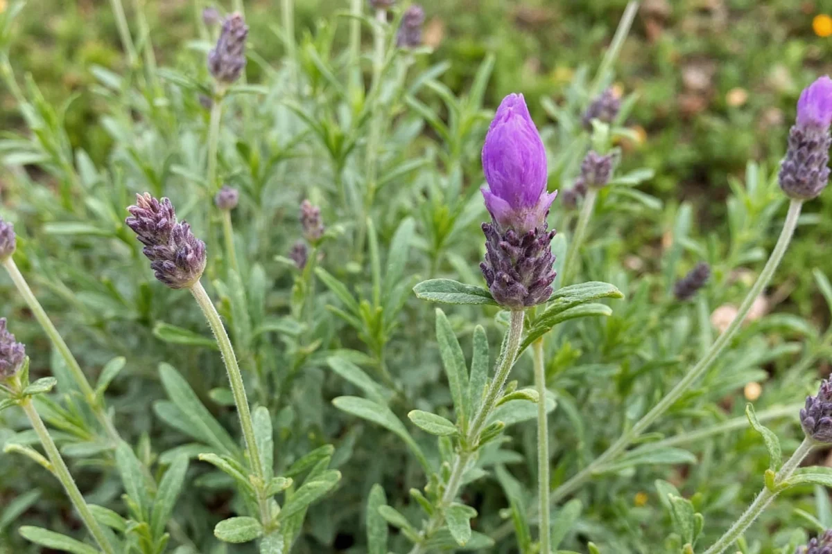how to prune a lavender plant