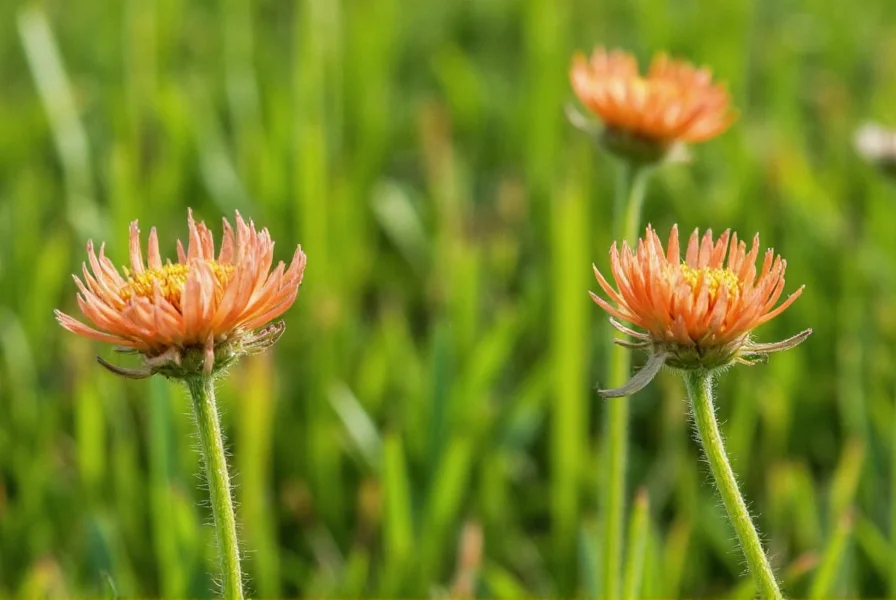 Orange Clover: Identification, Habitat, and Benefits
