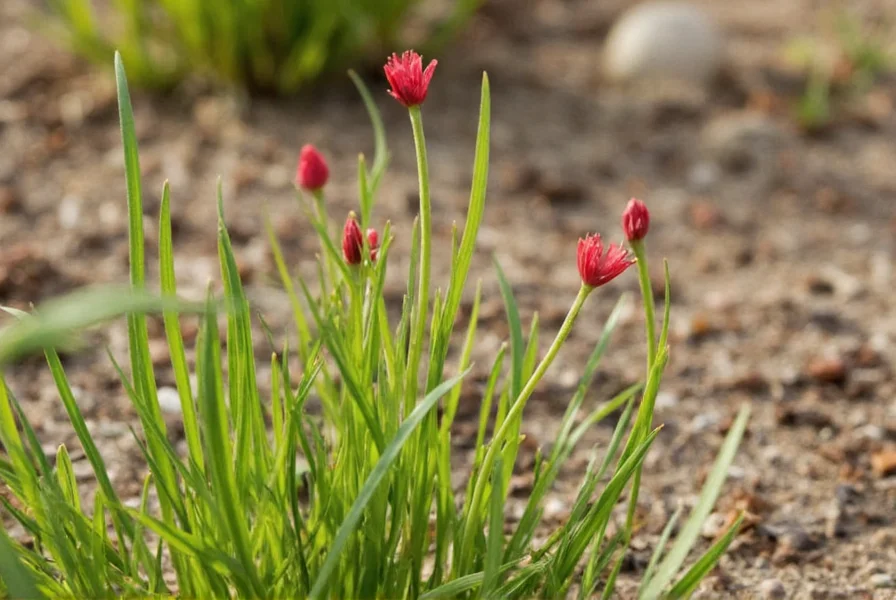 how to grow saffron spice