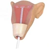 Advanced female intrauterine contraceptive exercise model,Intrauterine contraceptive device training model