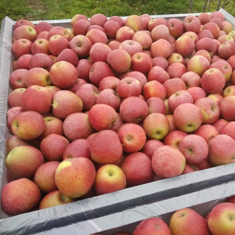 
The farm exports a large number of fresh apples Qinguan apples, which are of high quality and low price 