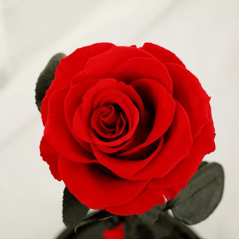 热卖保留真实月季花批发天然花卉玫瑰真实触感新鲜玫瑰