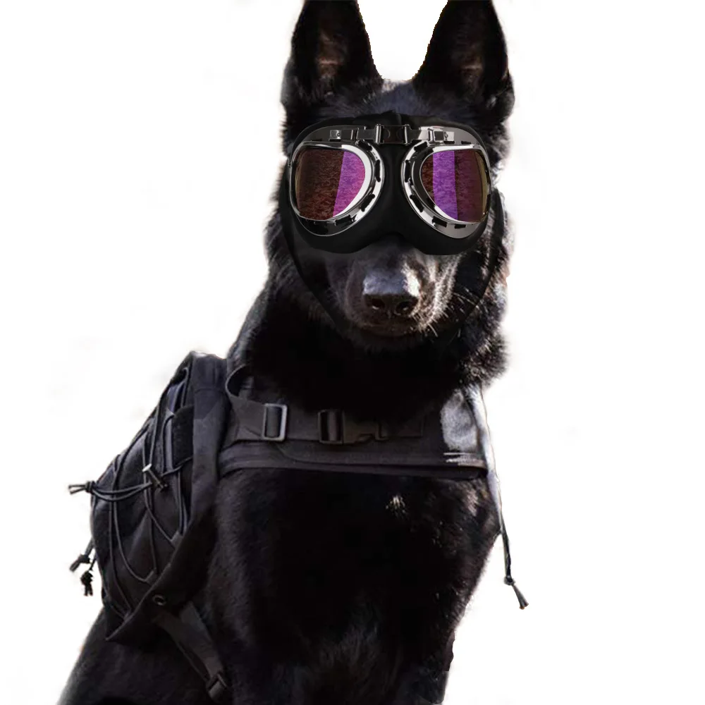 cute dog sunglasses
