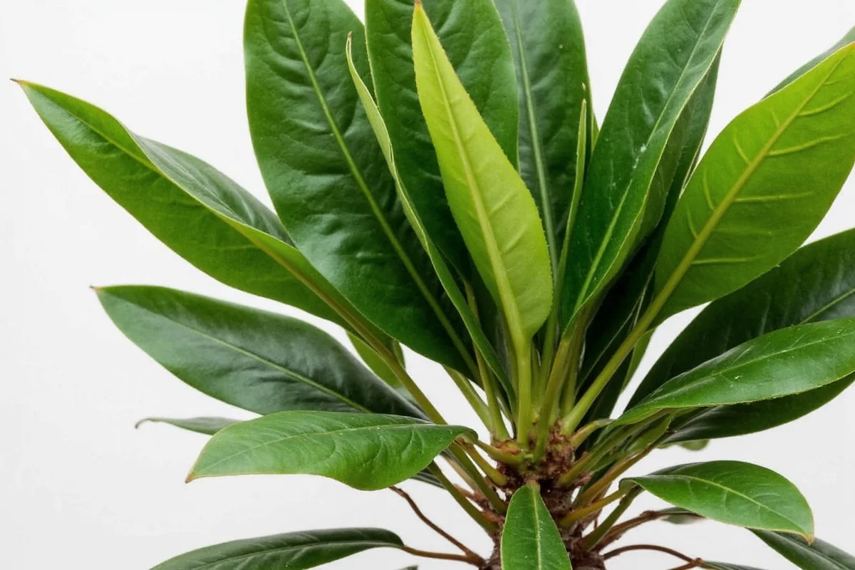 can rubber plants survive outside