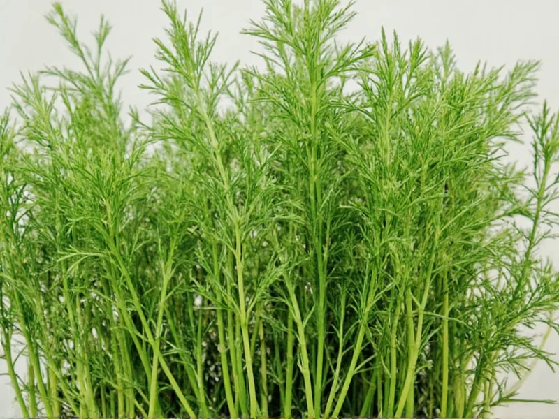 Best Substitutes for Dill: Top Swaps for Your Recipes