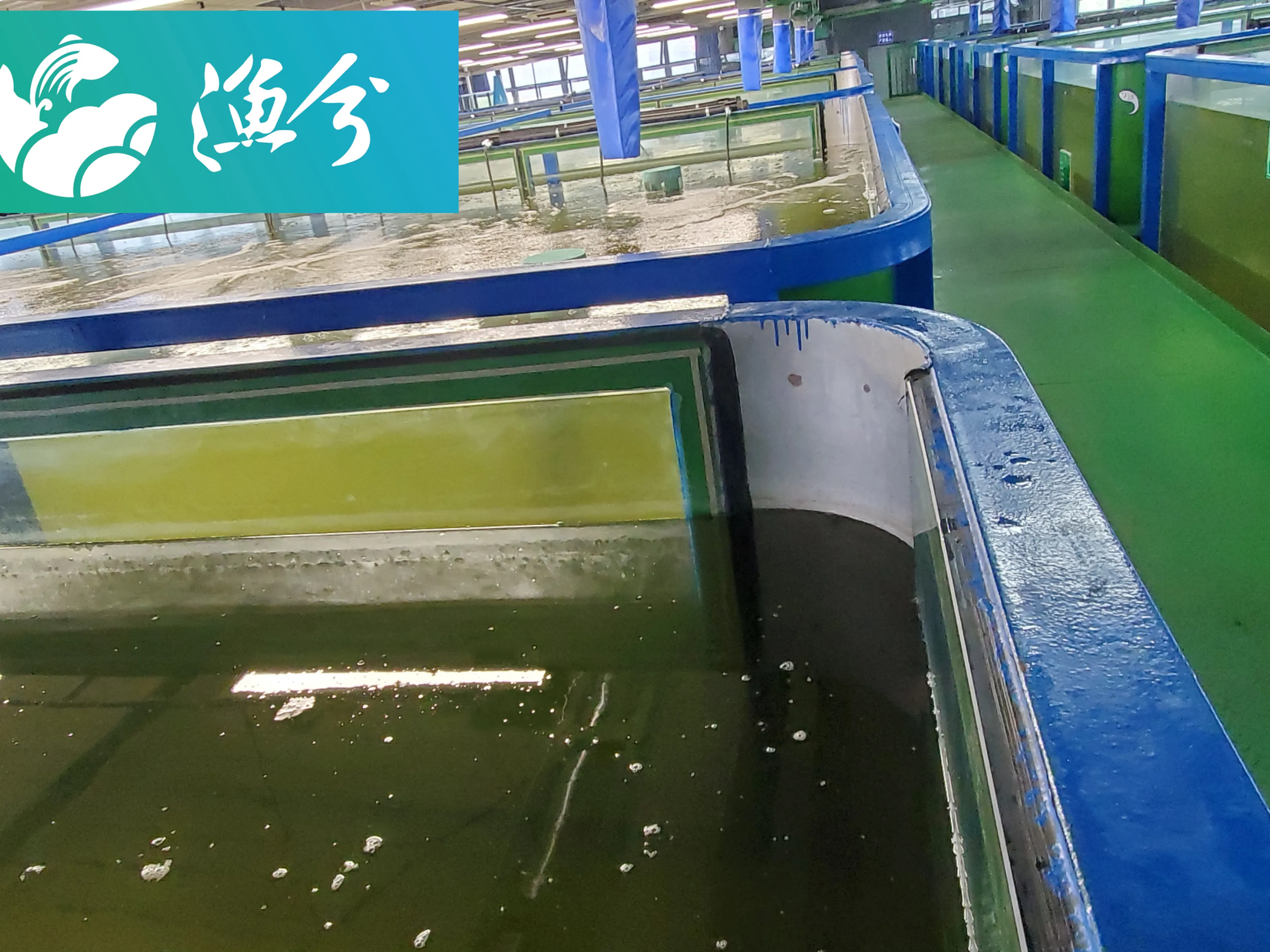 Largescale Engineering Highdensity California Catfish Breeding And