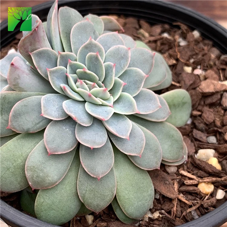 
Hot sale rare natural succulent plant Echeveria Fantastic Fountain Crest 