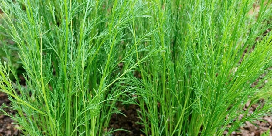 A beautifully plated dish garnished with fresh dill
