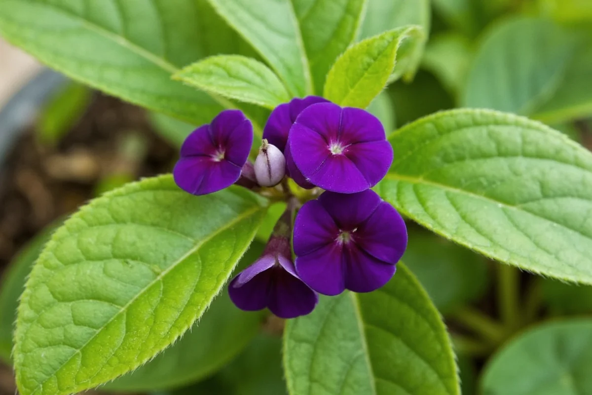 how to care for an african violet plant