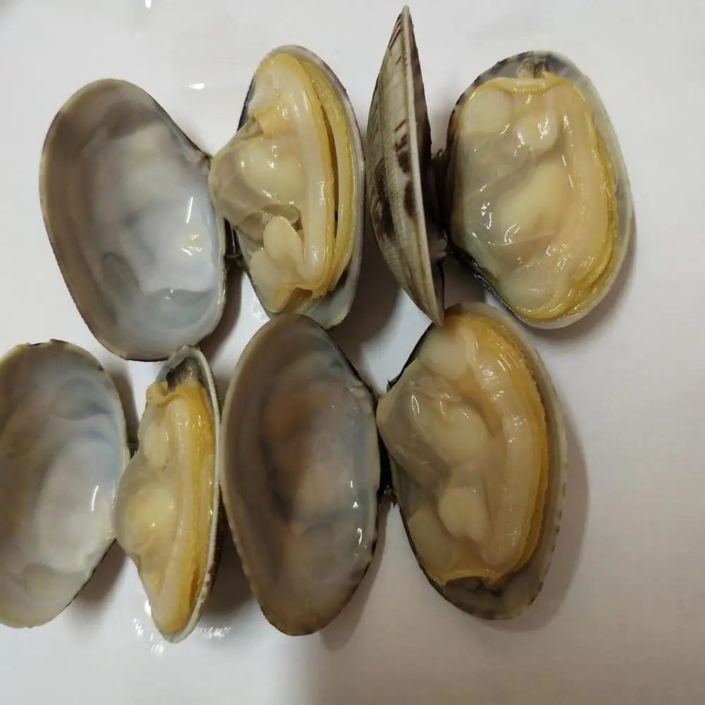 
frozen fresh new boiled short necked clam with shell 