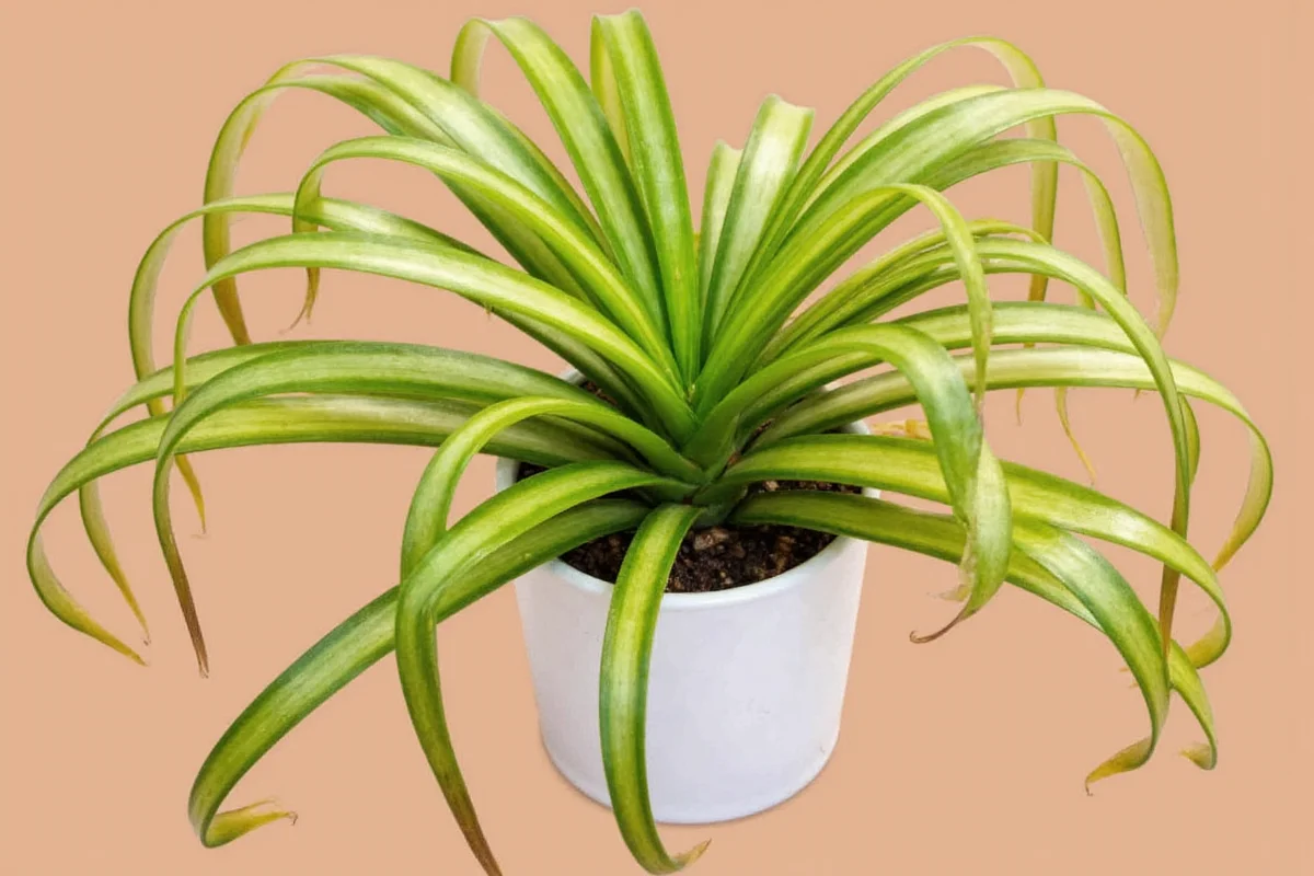 What Does a Spider Plant Look Like? Key Features Explained