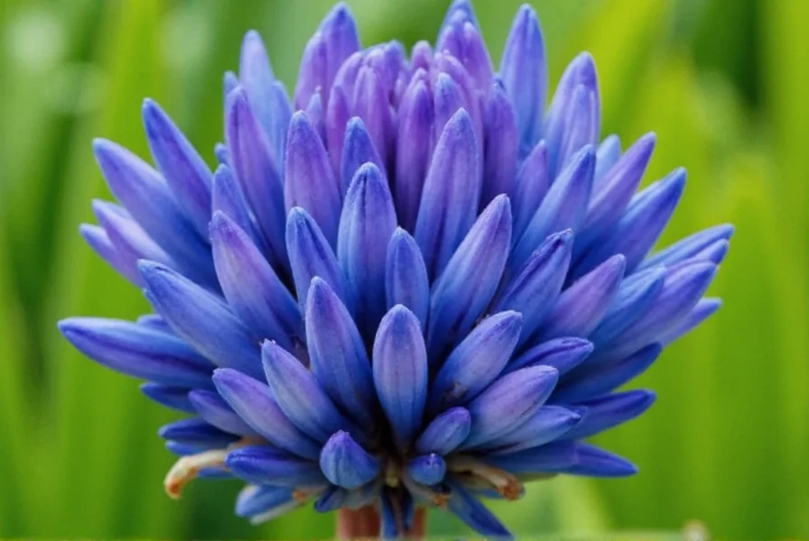 blue ginger
