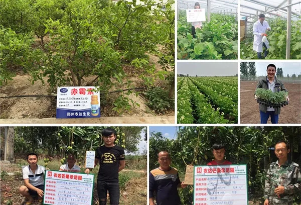 plant growth regulator pgr 4-cpa 4 cpa 4cpa 98%TC