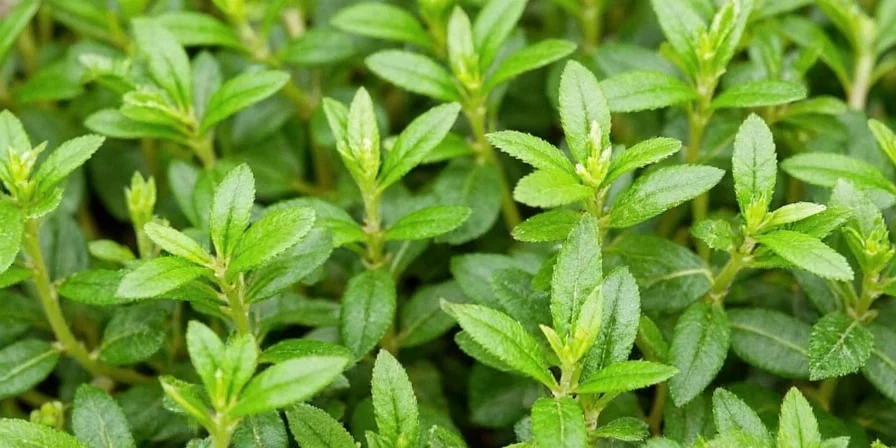 Marjoram herb in a wooden bowl