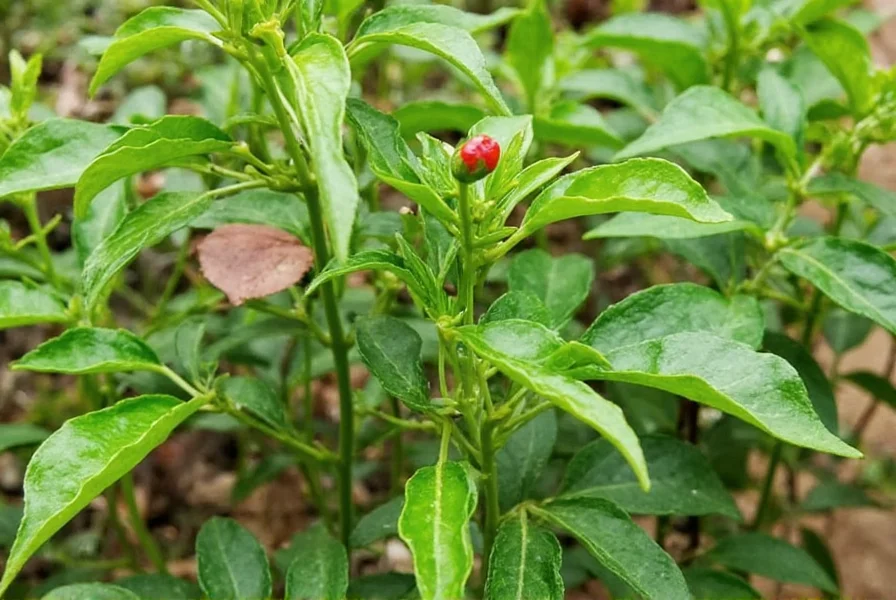 Pepper Plants for Sale: What Gardeners Need to Know