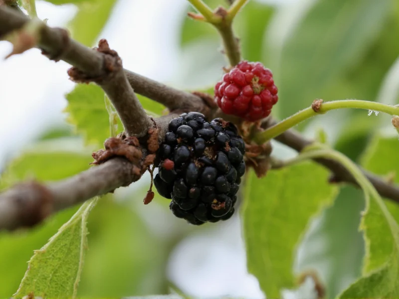Black Pepper Berries: Truth Behind the Common Misconception