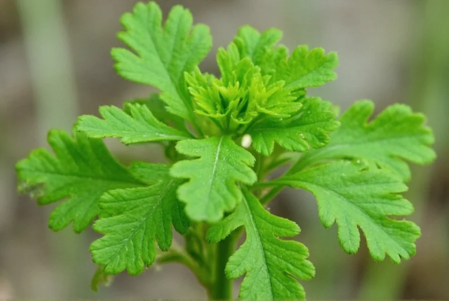 How to Grow Coriander: Complete Step-by-Step Guide