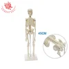 Office and school supplies 45cm skeleton model mini skeleton of human