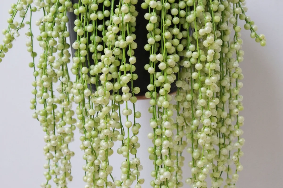 how to care for a string of pearls plant