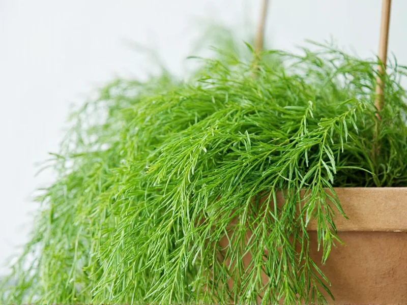 Asparagus Fern: The Houseplant That Looks Like Dill