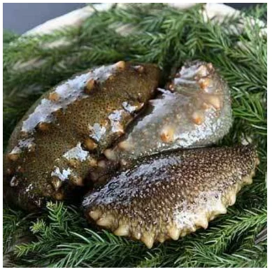 
High Quality trepang a local specialty of Japan  (62316864518)