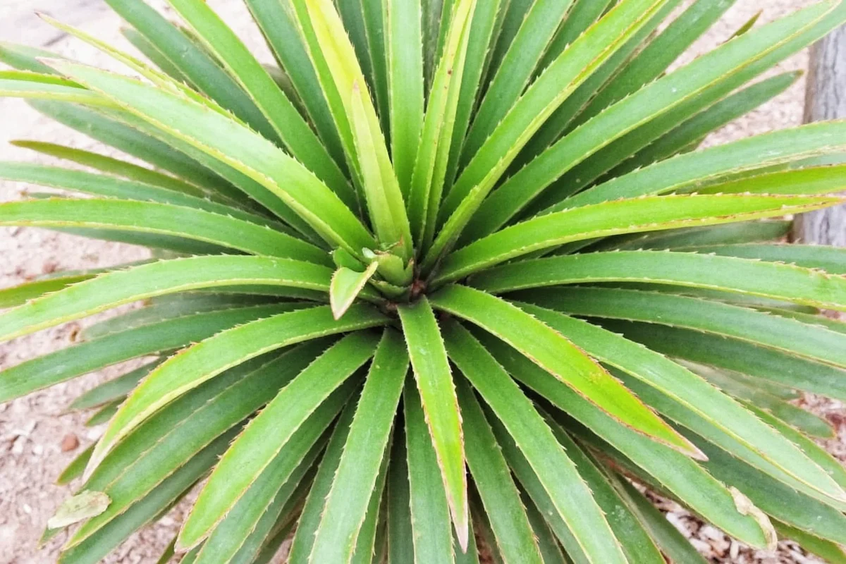how to take care of yucca plant