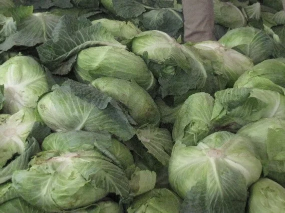 Fresh Cabbage.JPG